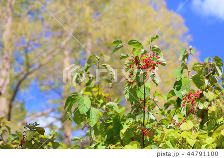 ガマズミの実 44791100