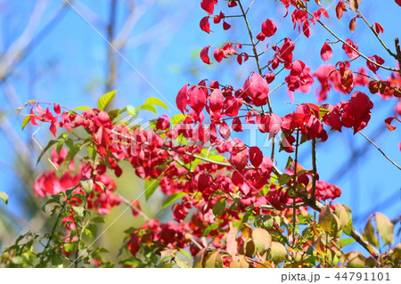 コマユミ紅葉 コマユミ紅葉 44791101