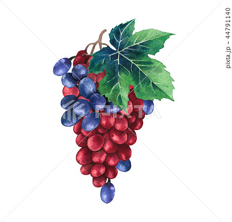 Watercolor bunch of red and blue grapes decorated with leaves Watercolor bunch of red and blue grapes decorated with leaves 44791140