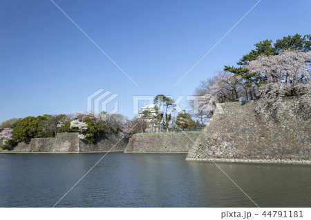 名古屋城と満開の桜 44791181