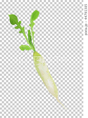 Raphanus sativus var.Longipinnatus蘿蔔suzuro 44791385