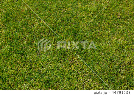 Green grass texture background Green grass texture background 44791533