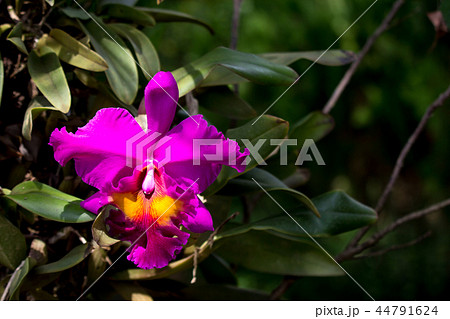 Dark Pink  orchids flower 44791624