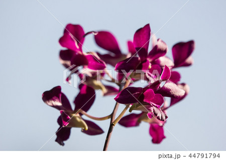 Dark Pink orchids flower Dark Pink orchids flower 44791794