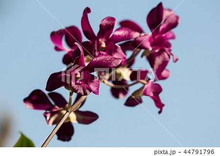 Dark Pink orchids flower Dark Pink orchids flower 44791796