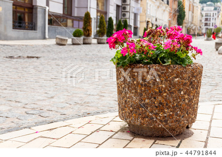 Large flower pot with blooming red geranium Large flower pot with blooming red geranium 44791844