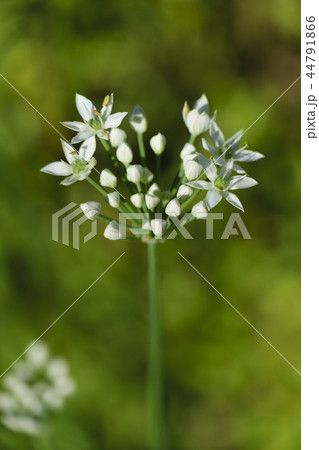 ニラの花 花 植物 44791866