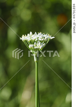 ニラの花 ニラ 花の写真素材