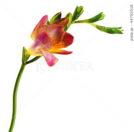Red and yellow freesia flower and buds Red and yellow freesia flower and buds 44792016