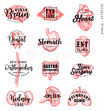Human organs and bones sketch and lettering 44792100