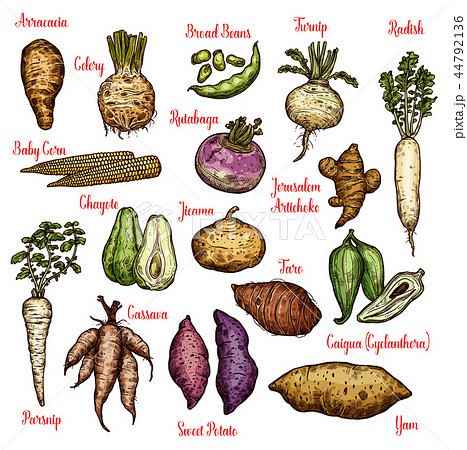 Exotic vegetables, beans and tubers sketches 44792136