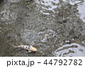 池の鯉 44792782