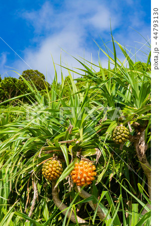 沖縄石垣島 アダンの木 沖縄石垣島 アダンの木 44793130