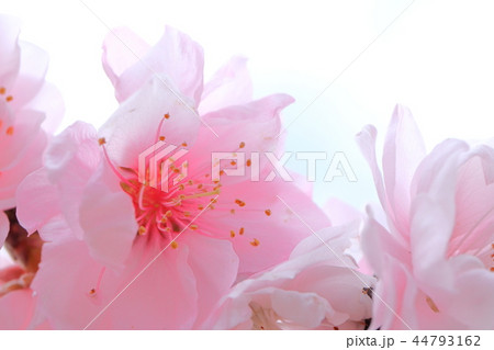 花桃 花桃 44793162