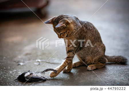 Cat instincts hunter, Catch the bird. 44793222