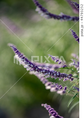 アメジストセージの花 アメジストセージの花 44793252