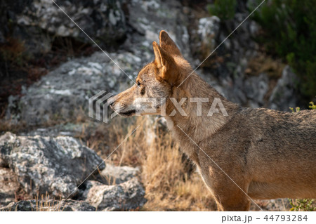 Iberian wolf profile view looking to the left of the frame Iberian wolf profile view looking to the left of the frame 44793284