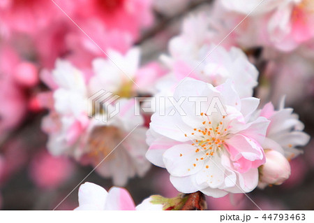 花桃 44793463