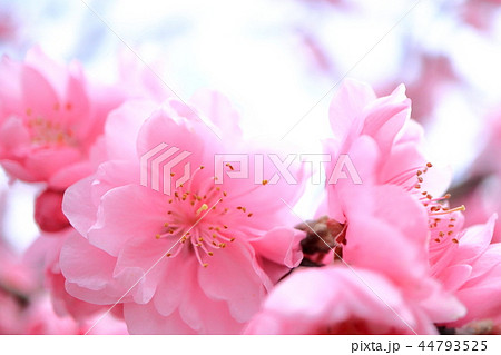 花桃 花桃 44793525
