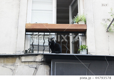 Parisの黒猫 44793578