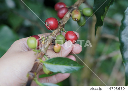 Coffee berries bean on coffee tree with hand 44793630