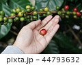 Coffee berries bean on coffee tree with hand 44793632