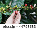 Coffee berries bean on coffee tree with hand 44793633