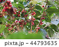 Coffee berries bean on coffee tree 44793635