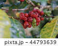 Coffee berries bean on coffee tree  44793639