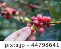 Coffee berries bean on coffee tree with hand 44793641