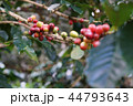Coffee berries bean on coffee tree  44793643