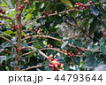 Coffee berries bean on coffee tree 44793644
