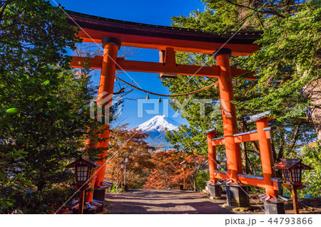 （山梨県）紅葉した新倉山浅間公園、赤い鳥居と新雪富士 44793866