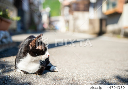 漁村の猫 44794380