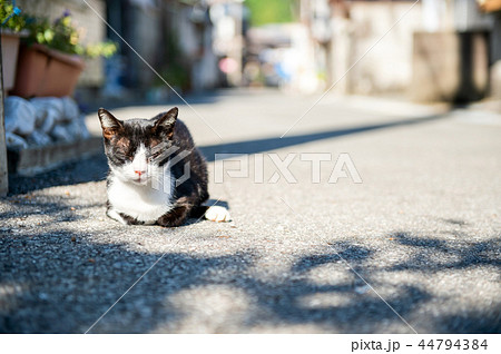 漁村の猫 44794384