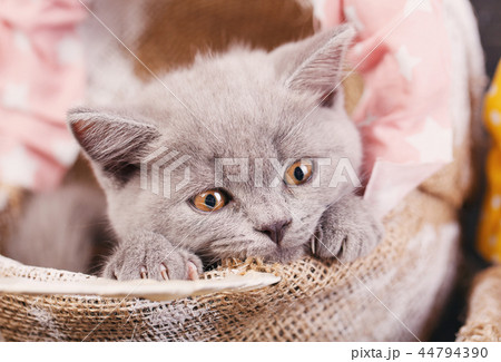 Photographing a kitten at a photo studio Photographing a kitten at a photo studio 44794390