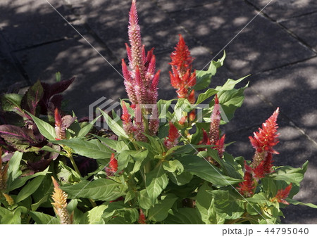 ケイトウ　紅色 44795040