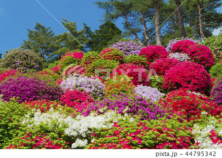塩船観音寺のツツジ 44795342