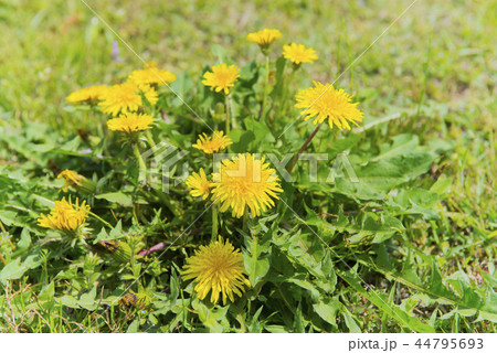 タンポポ 44795693