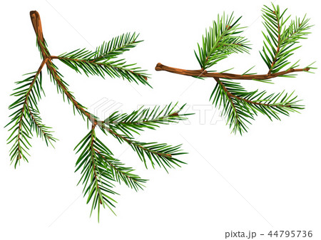 Set of Spruce Branches 44795736