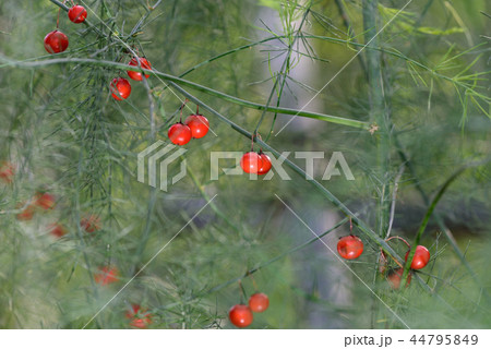 アスパラガスの赤い実の写真素材