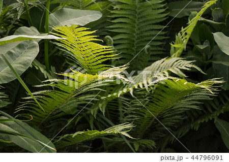 Scenic view of jungle with ferns 44796091