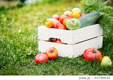 Vegetables in white wooden box at the garden Vegetables in white wooden box at the garden 44796636