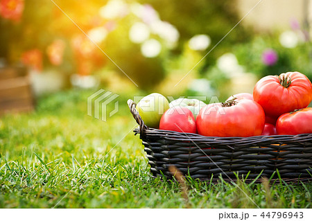 Red and green tomatoes in basket at the garden Red and green tomatoes in basket at the garden 44796943