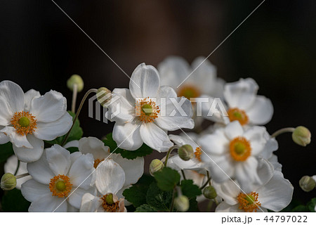 白いシュウメイギクの花 44797022