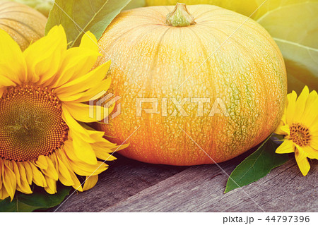 Freshly picked pumpkins with sun flower 44797396