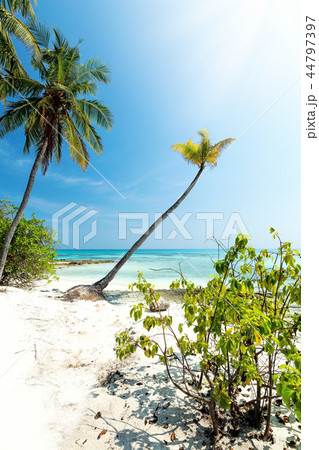 Coconut palm trees on seashore, 44797397
