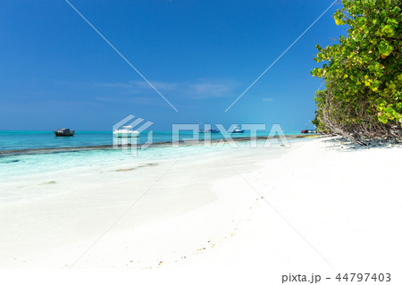 Coconut palm trees on seaside 44797403