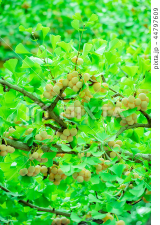 銀杏の実、ぎんなんの木、木になる銀杏の実、銀杏、木ノ実、秋の味覚、神社の木、公園の木、ぎんなん 銀杏の実、ぎんなんの木、木になる銀杏の実、銀杏、木ノ実、秋の味覚、神社の木、公園の木、ぎんなん 44797609