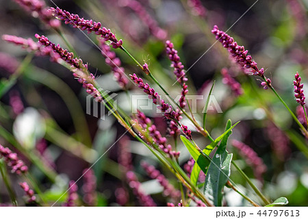 イヌタデの花 44797613